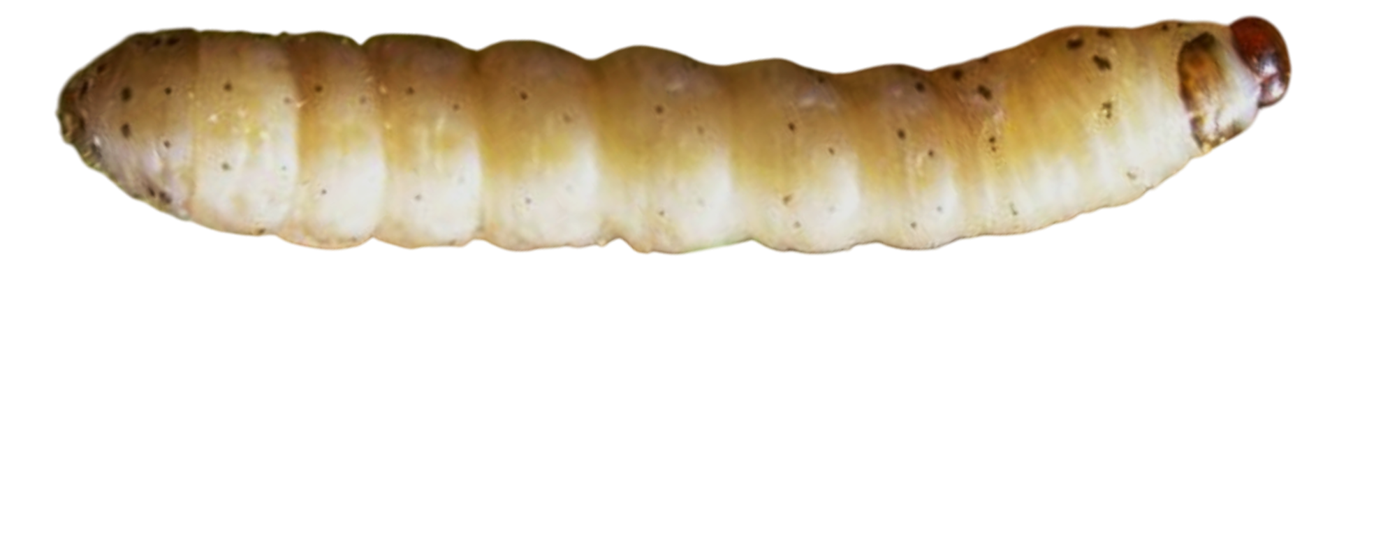 Broca-africana-do-caule-do-milho