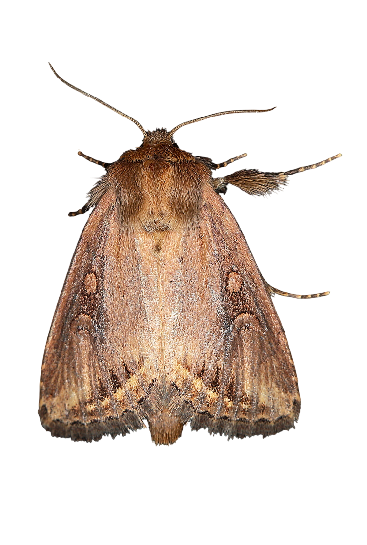 Broca-africana-do-caule-do-milho
