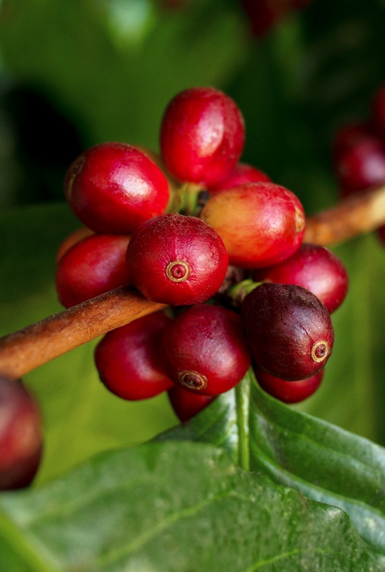 Cafeeiro