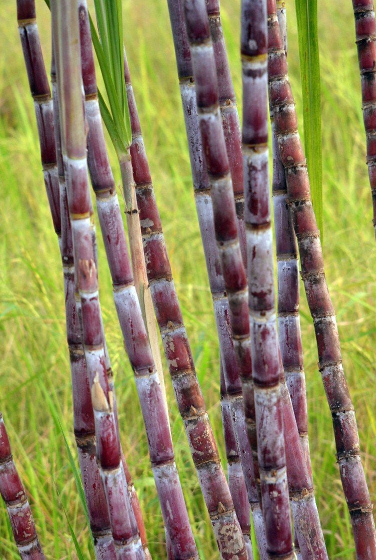Cana-de-açúcar
