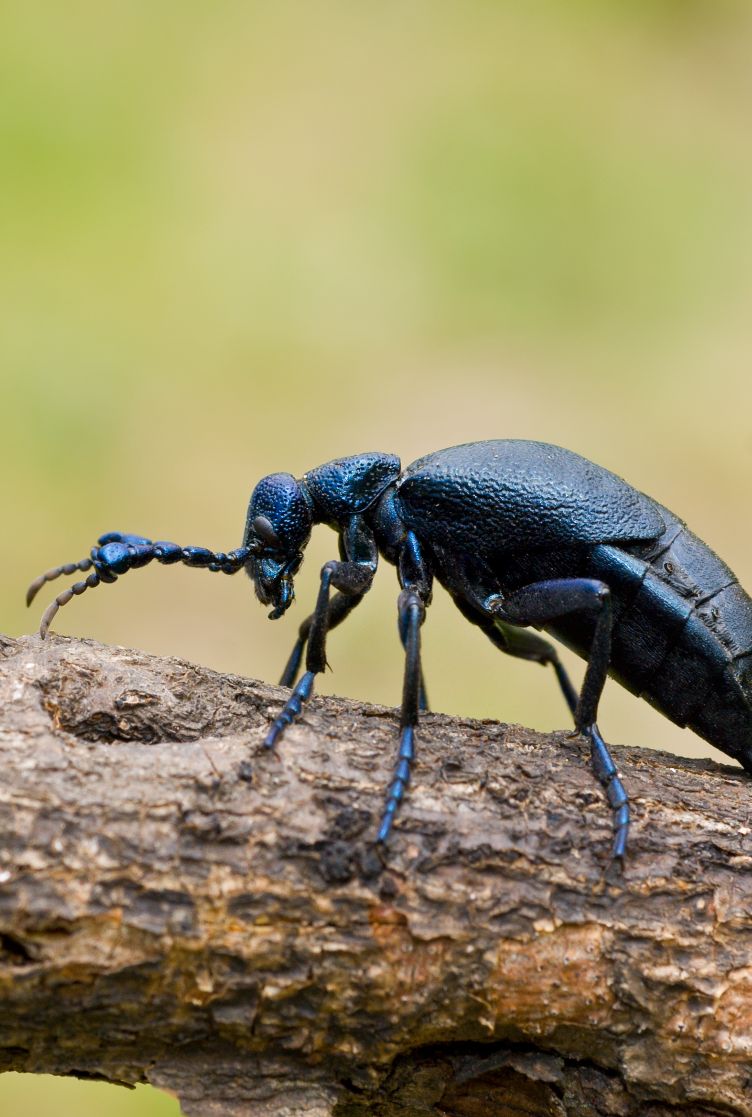 Coleópteros de grandes dimensões