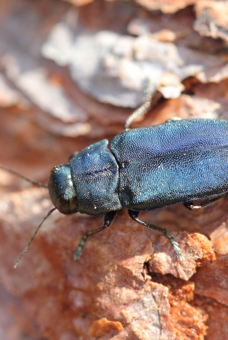 Coleópteros de pequenas dimensões