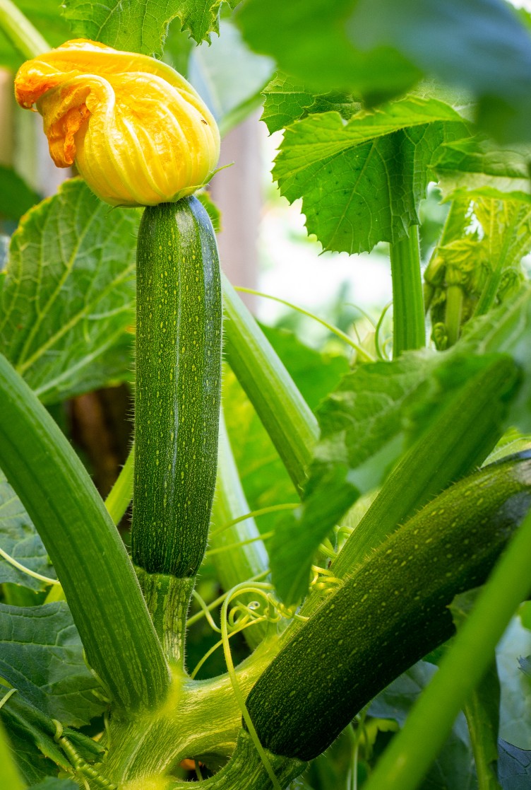 Courgette