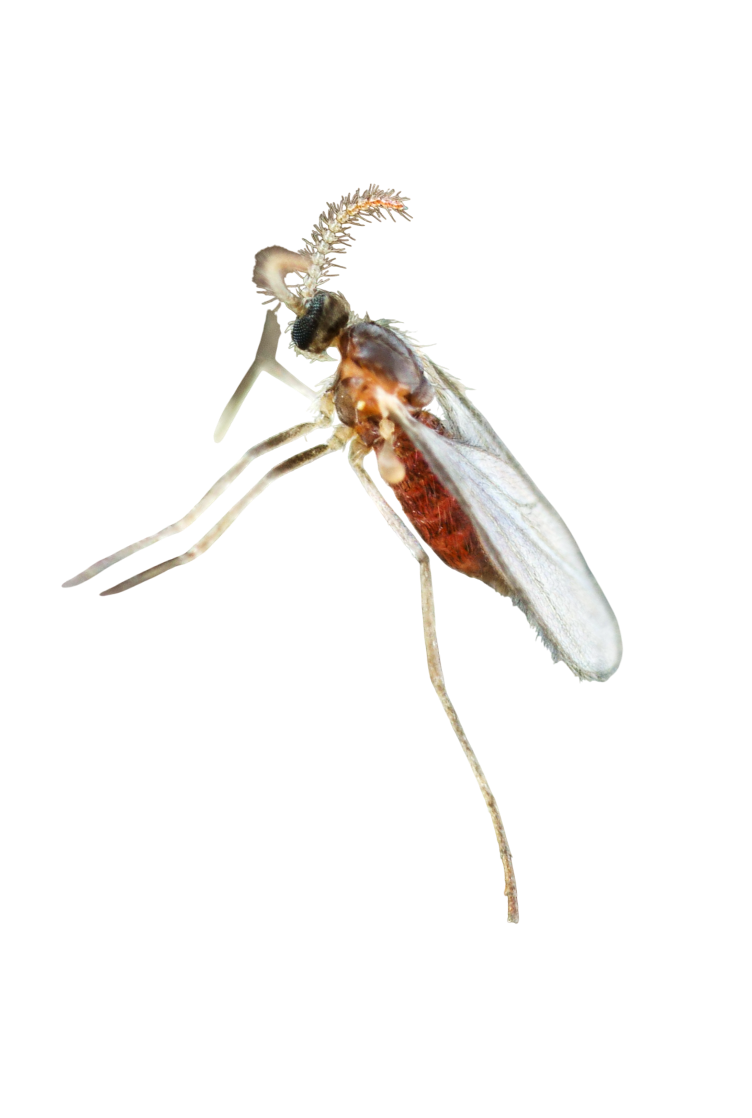 Mosquito-enrolador-das-folhas-da-macieira