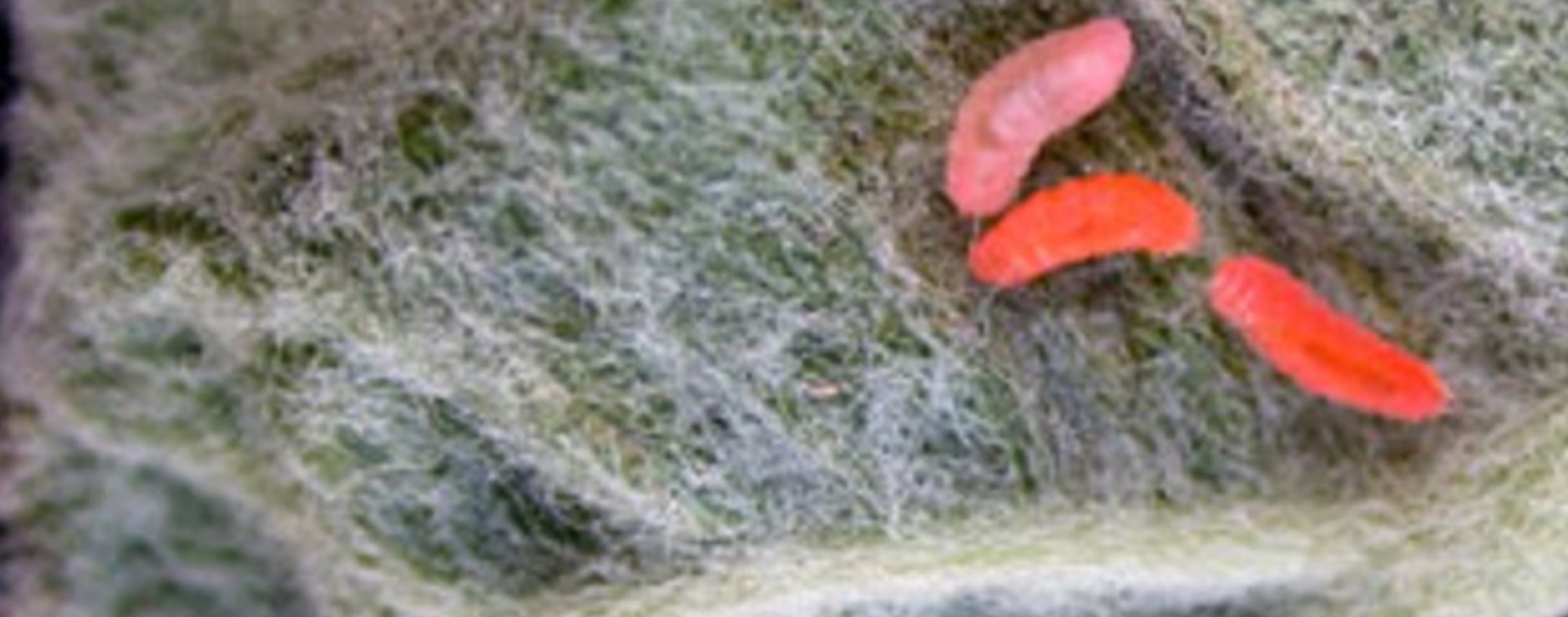 Mosquito-enrolador-das-folhas-da-macieira