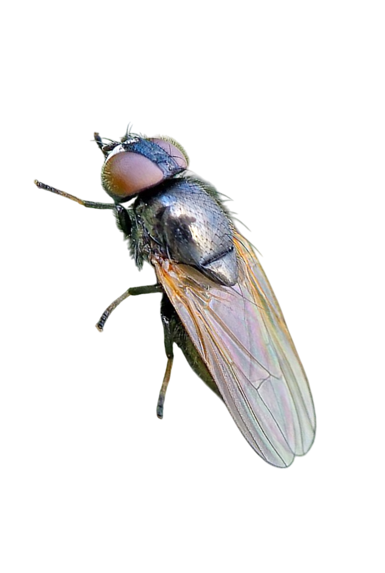 Mosca-dos-botões-florais-do-maracujazeiro