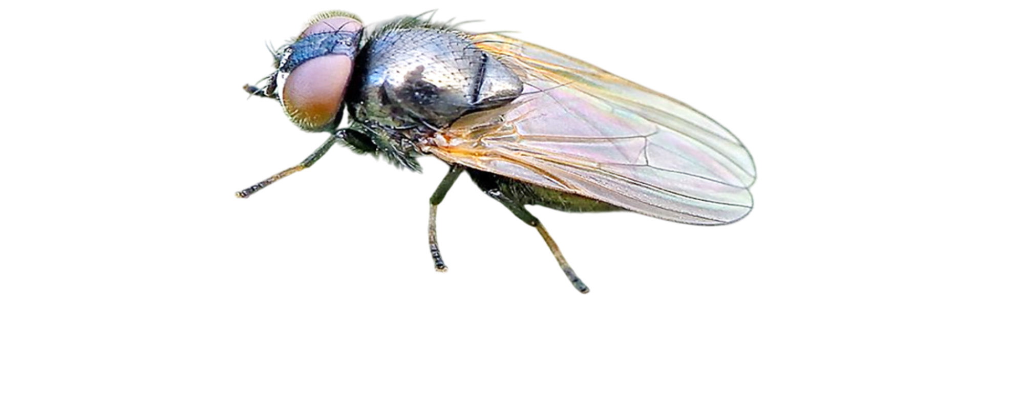 Mosca-dos-botões-florais-do-maracujazeiro