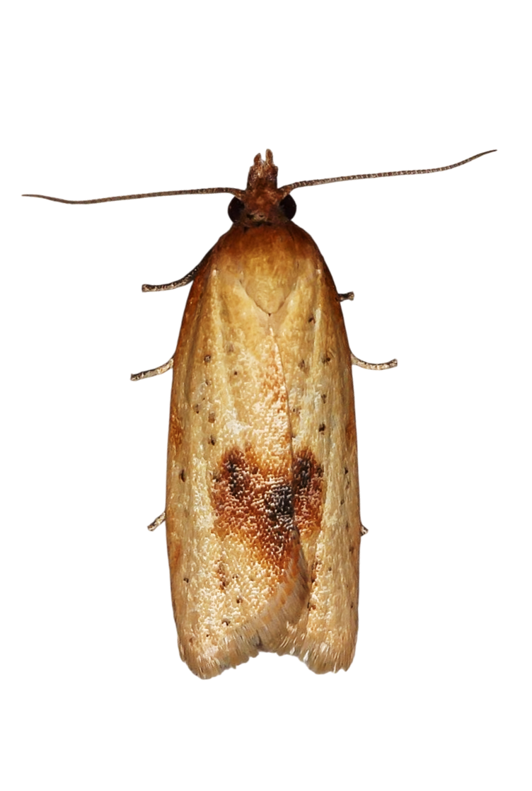 Traça-sul-africana-do-craveiro