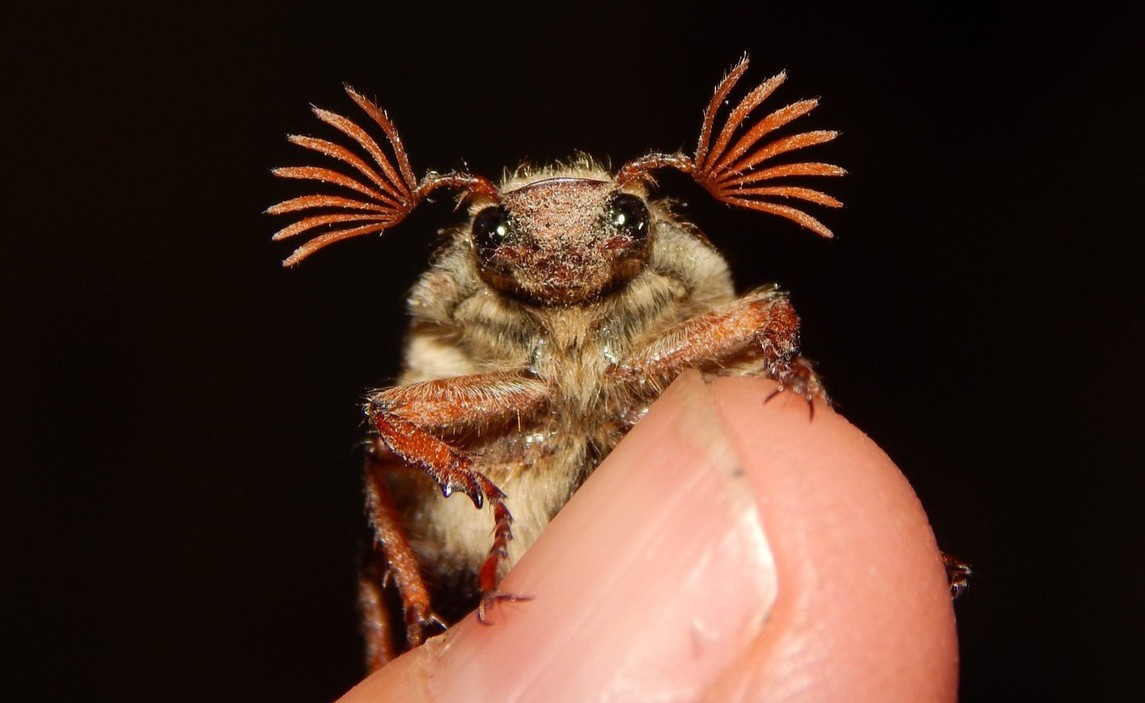 Estágio Entomologia Agrícola e Florestal