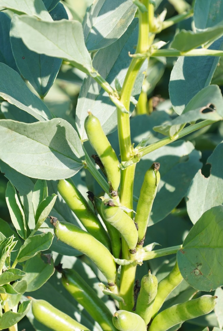 Fava