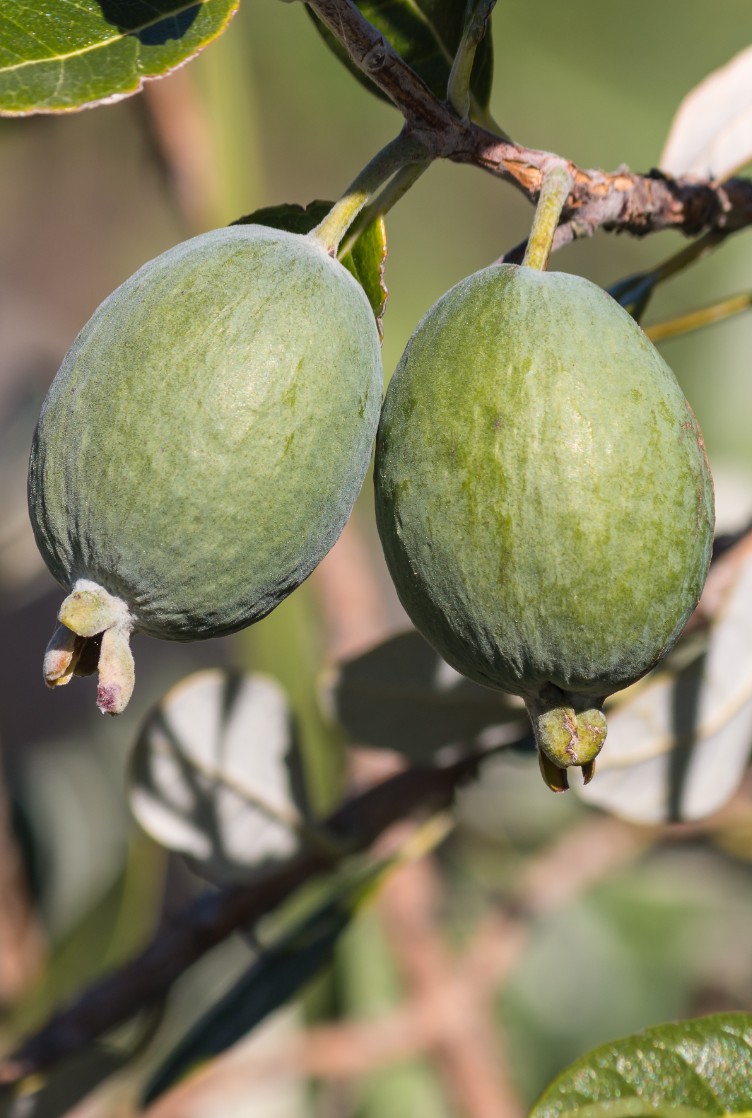 Feijoa