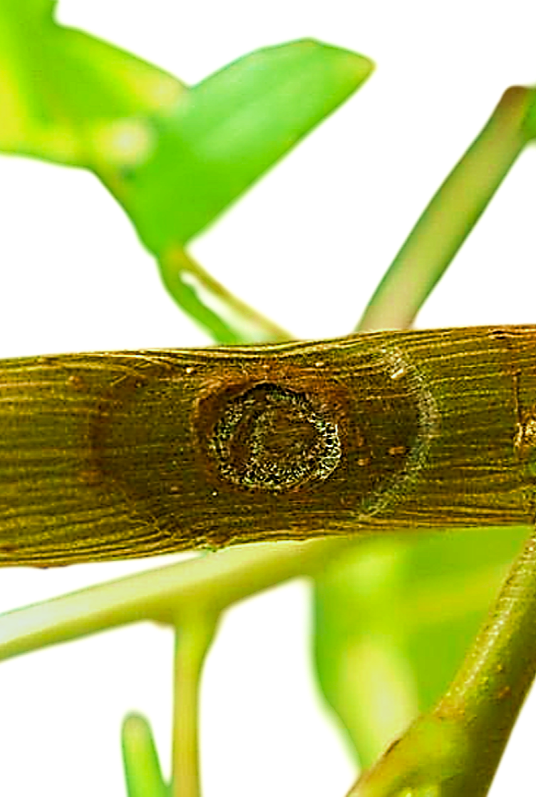 Thousand cankers disease
