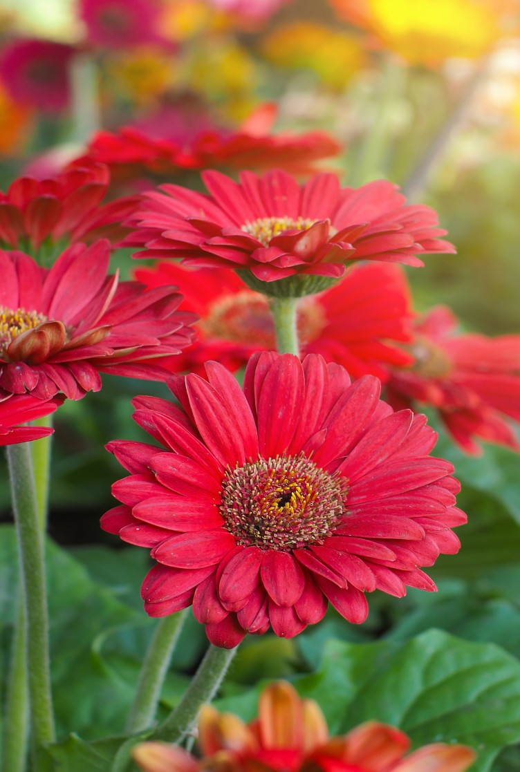 Gerbera