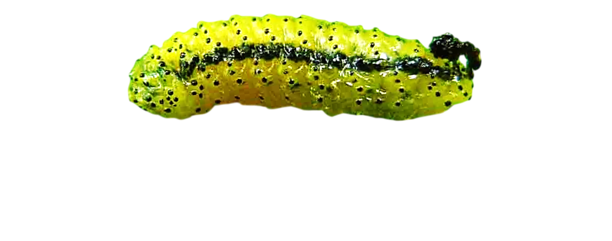 Eucalyptus weevil