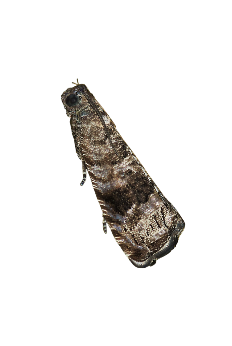 Traça-da-lagarta-da-cereja