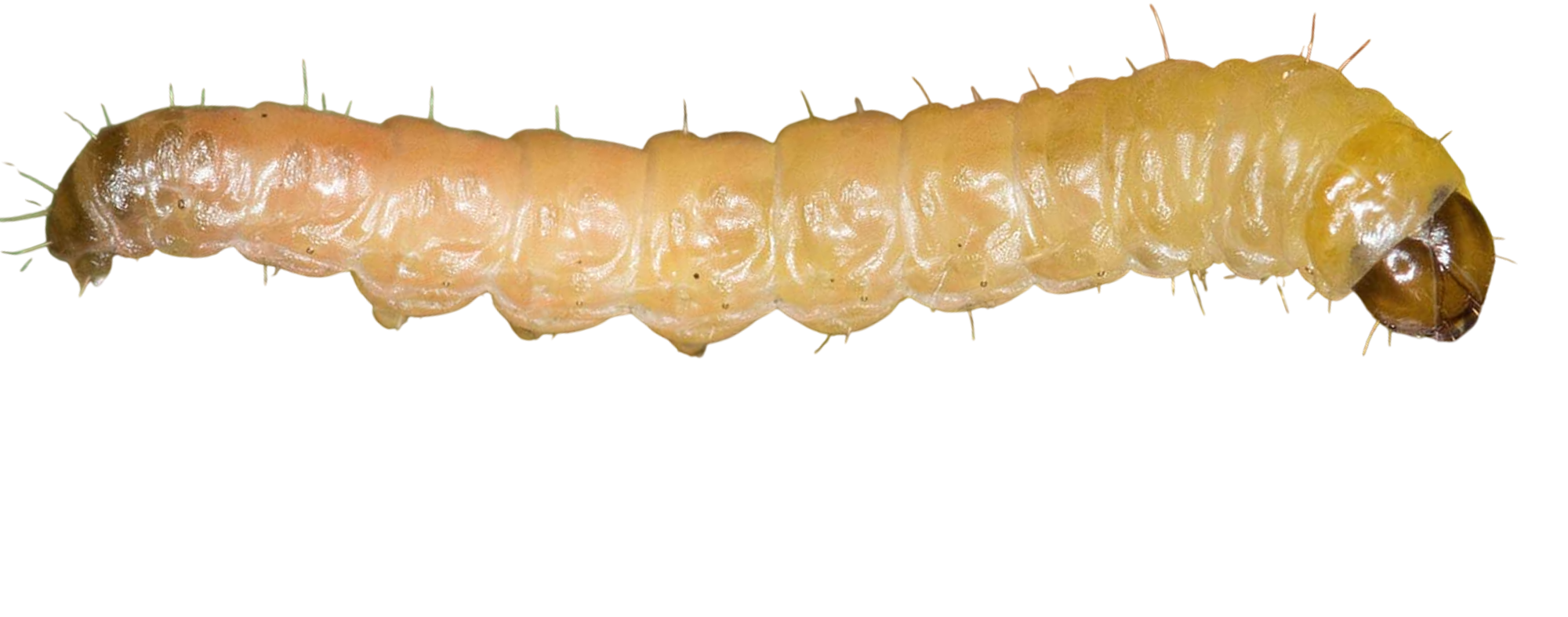 Traça-da-lagarta-da-cereja