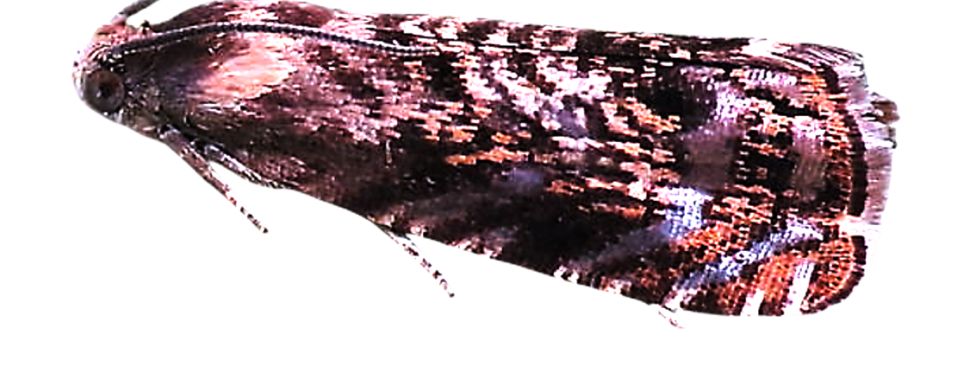 Traça-da-ameixa