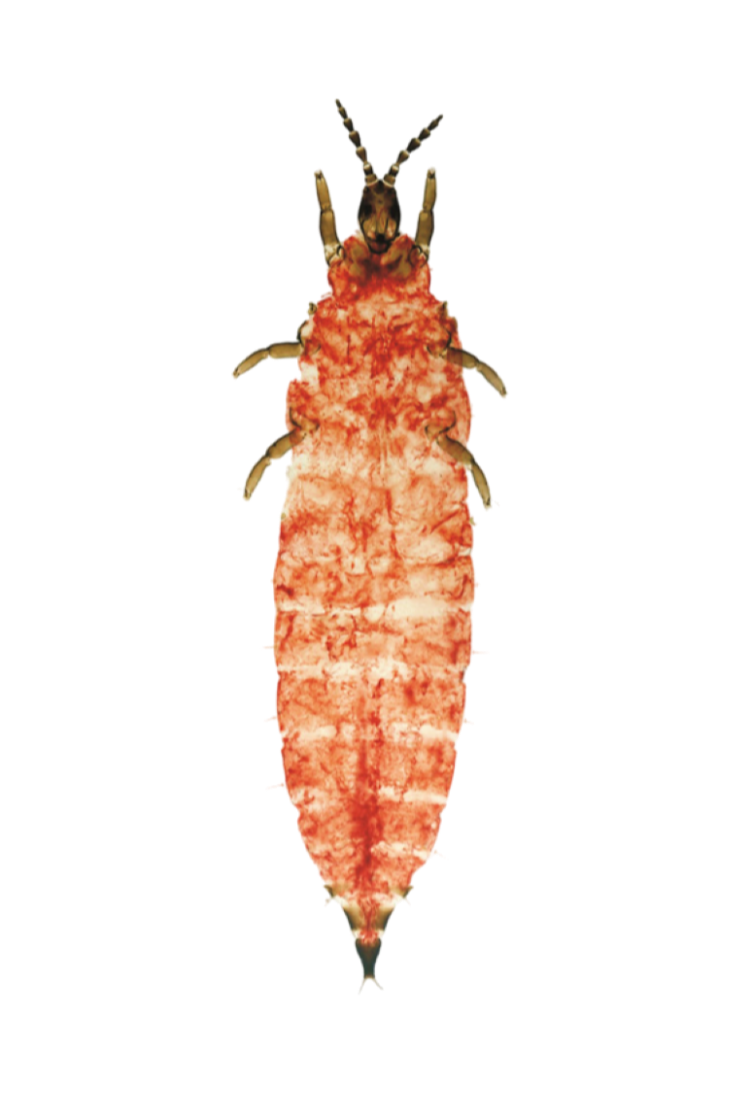 Tripes H. setiger