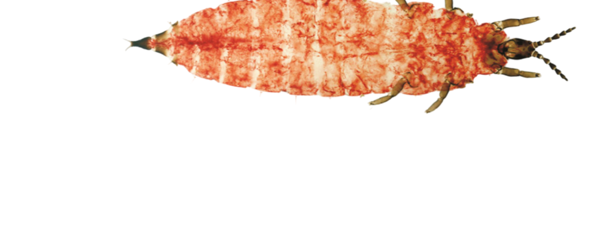Tripes H. setiger