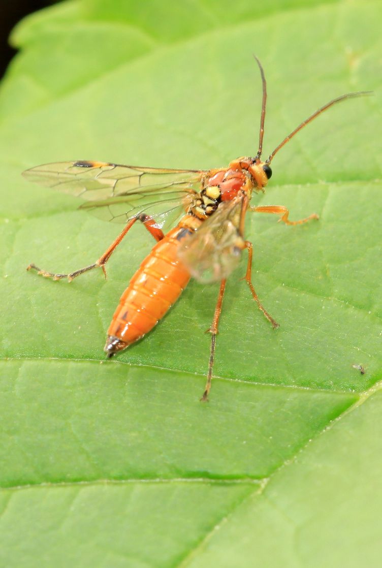 Mosca-serra