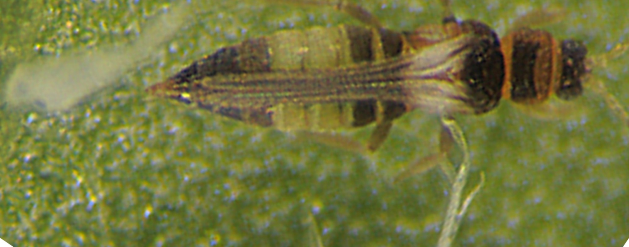 Tripes-do-feijão-verde