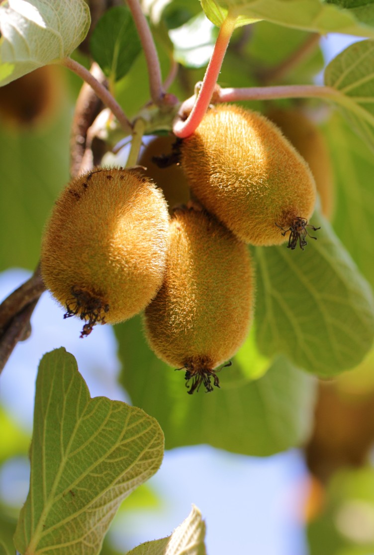 Kiwi