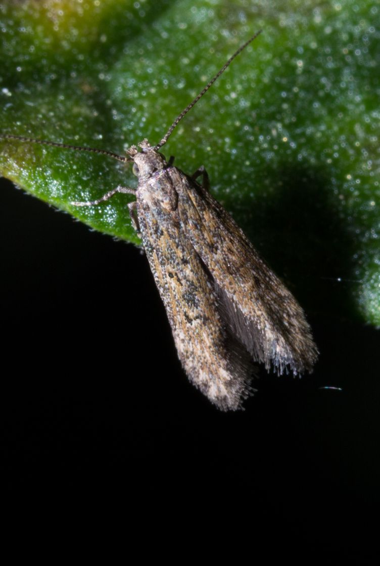 Larva-mineira