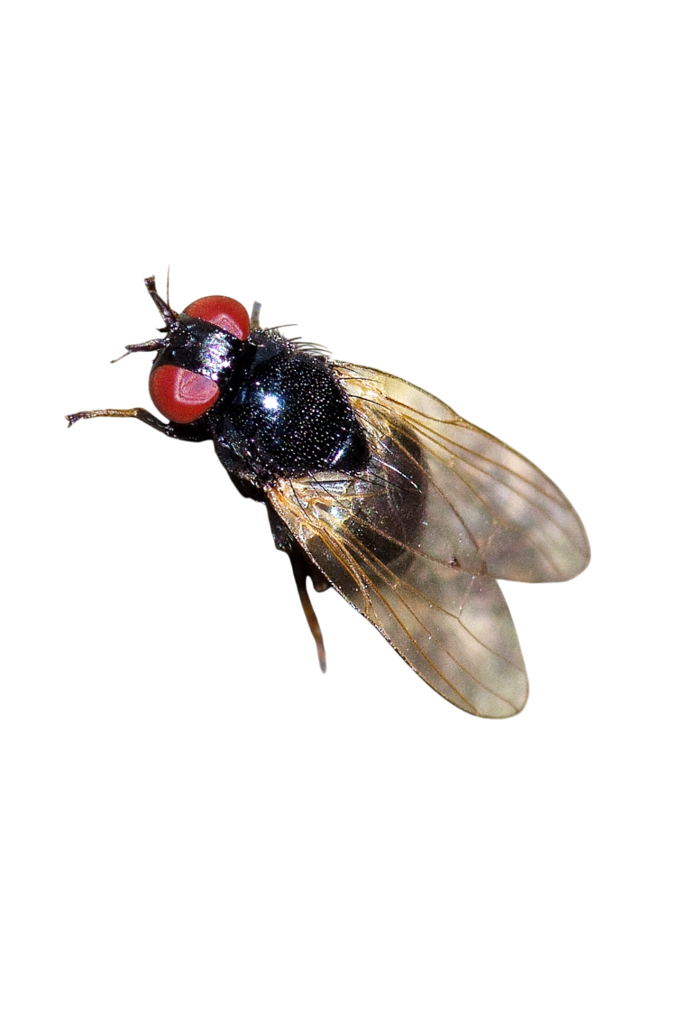 Mosca-do-maracujazeiro