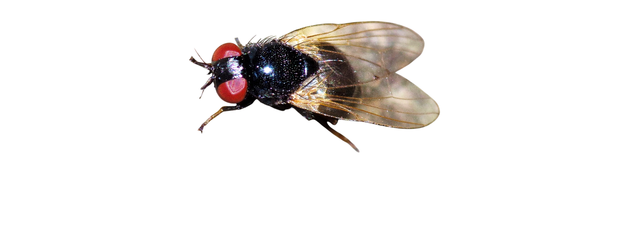Mosca-do-maracujazeiro