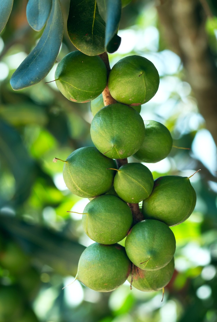 Macadamia