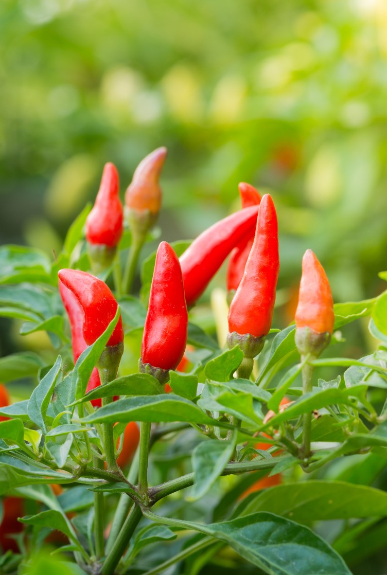 Malagueta, chilli e rocoto 