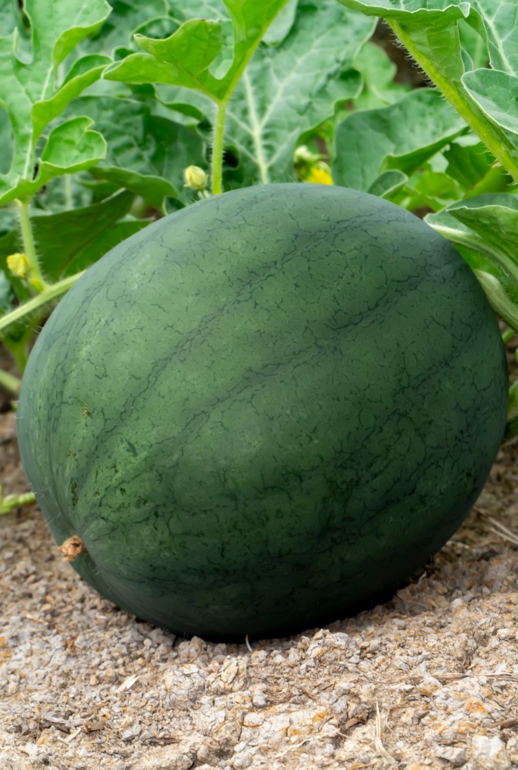 Melancia