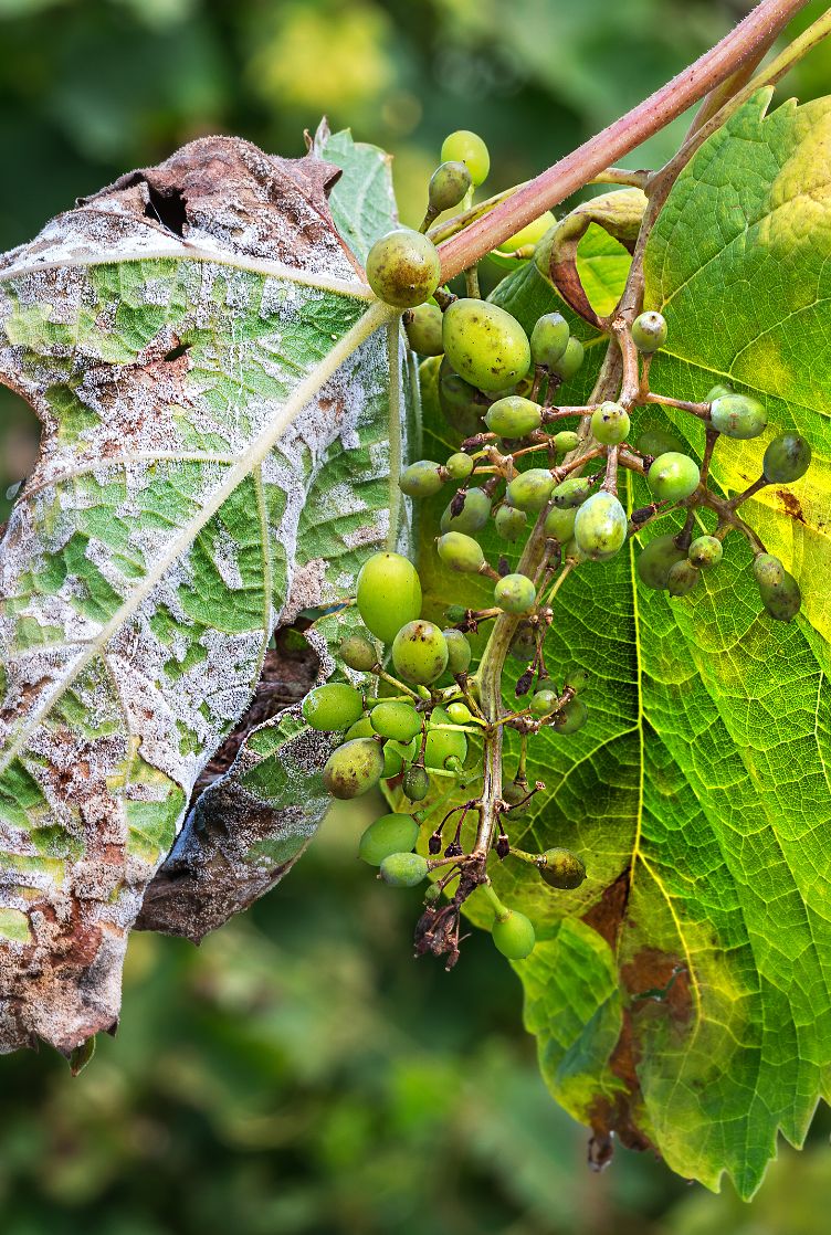 Grapevine Downy Mildew