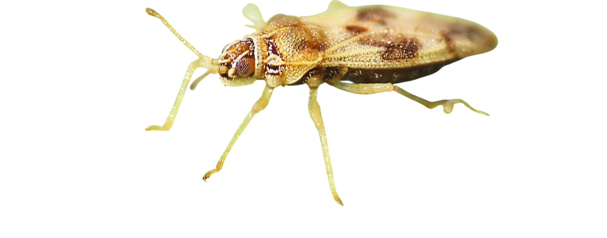 Monosteira-da-amendoeira