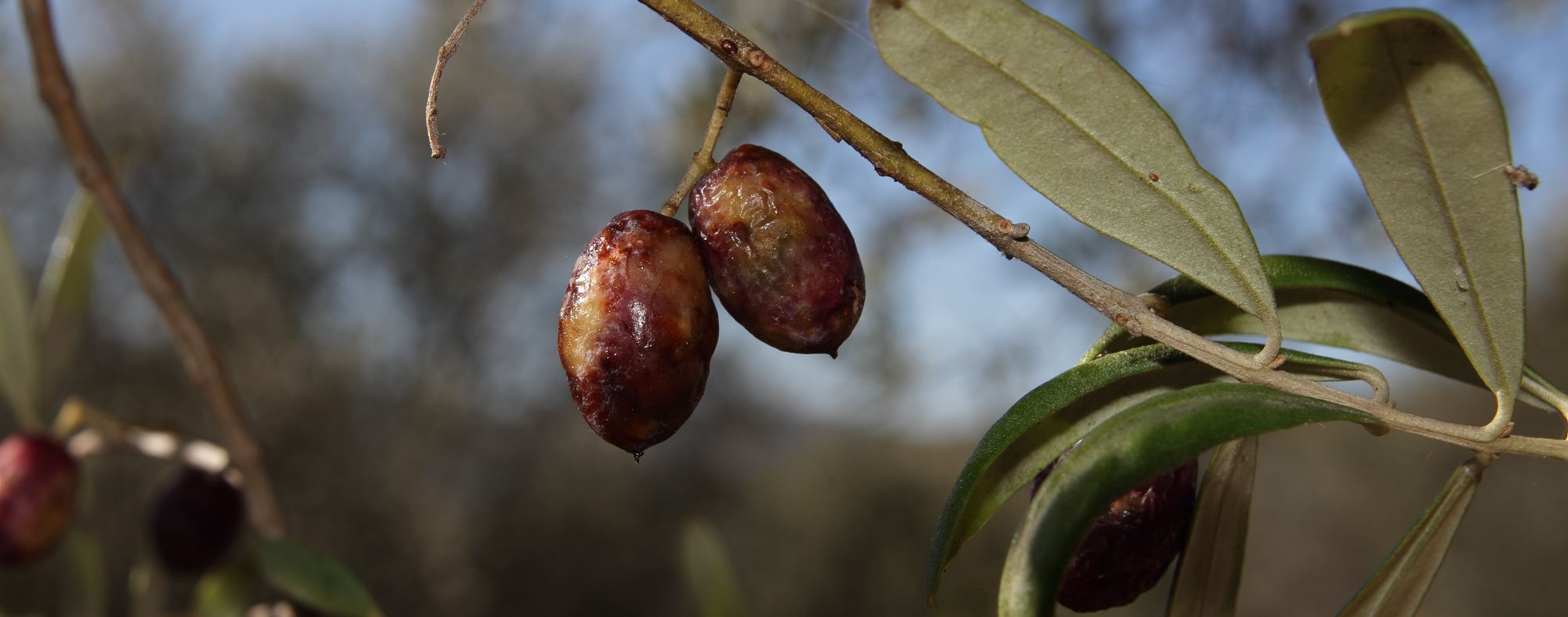 Mosca-da-azeitona