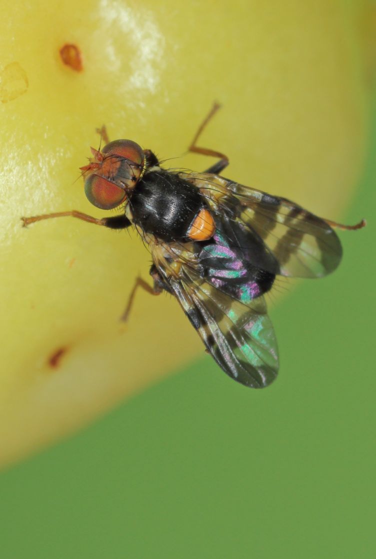 Mosca-da-cereja
