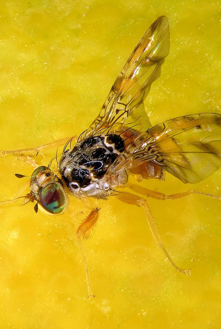 Mosca-do-mediterrâneo 