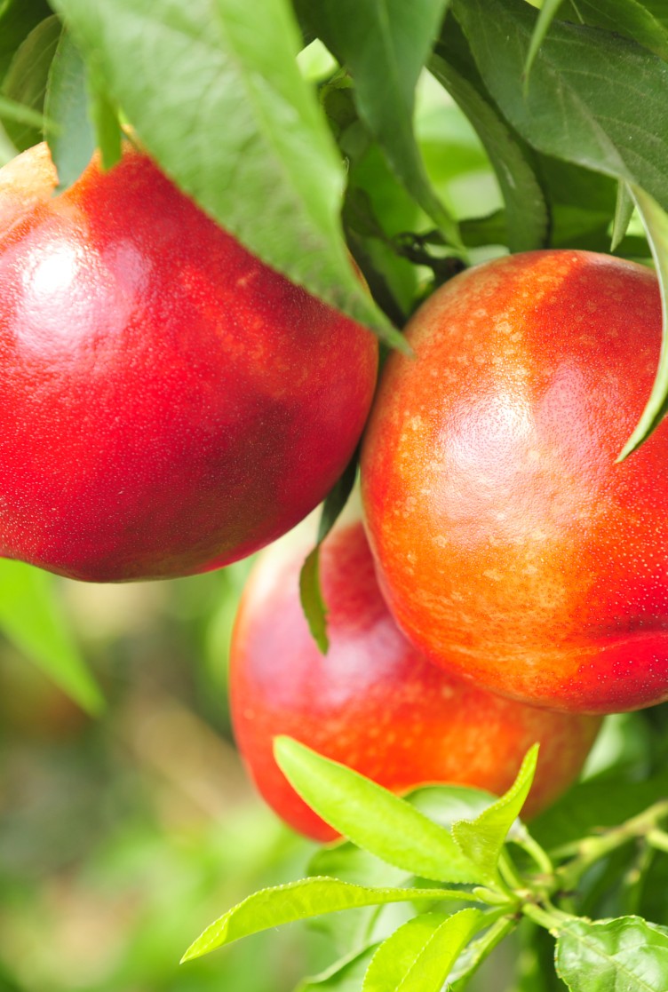 Nectarina