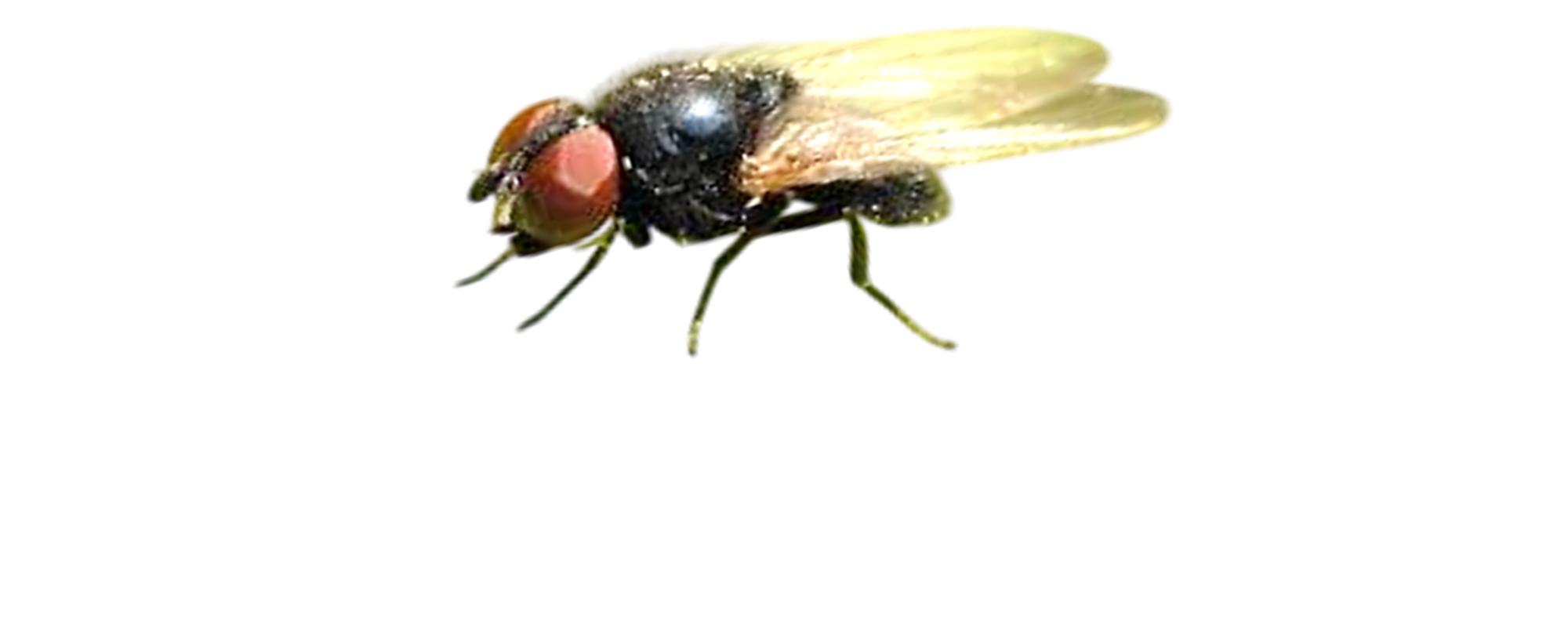 Mosca-dos-rebentos-do-maracujazeiro