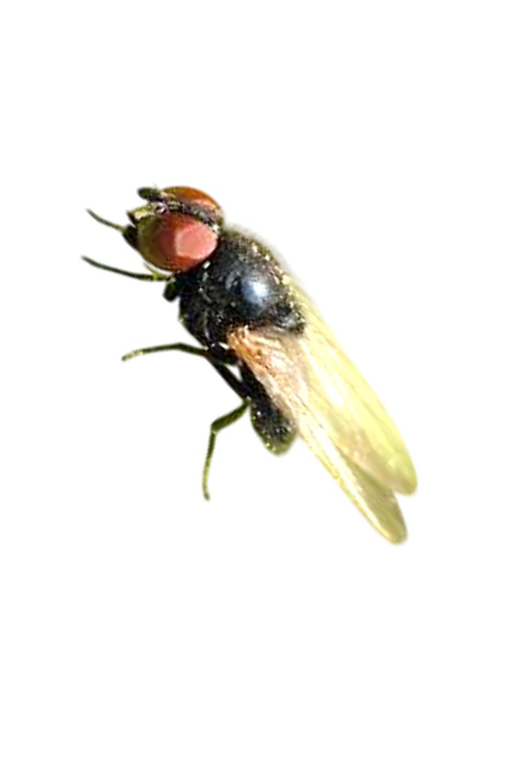 Mosca-dos-rebentos-do-maracujazeiro