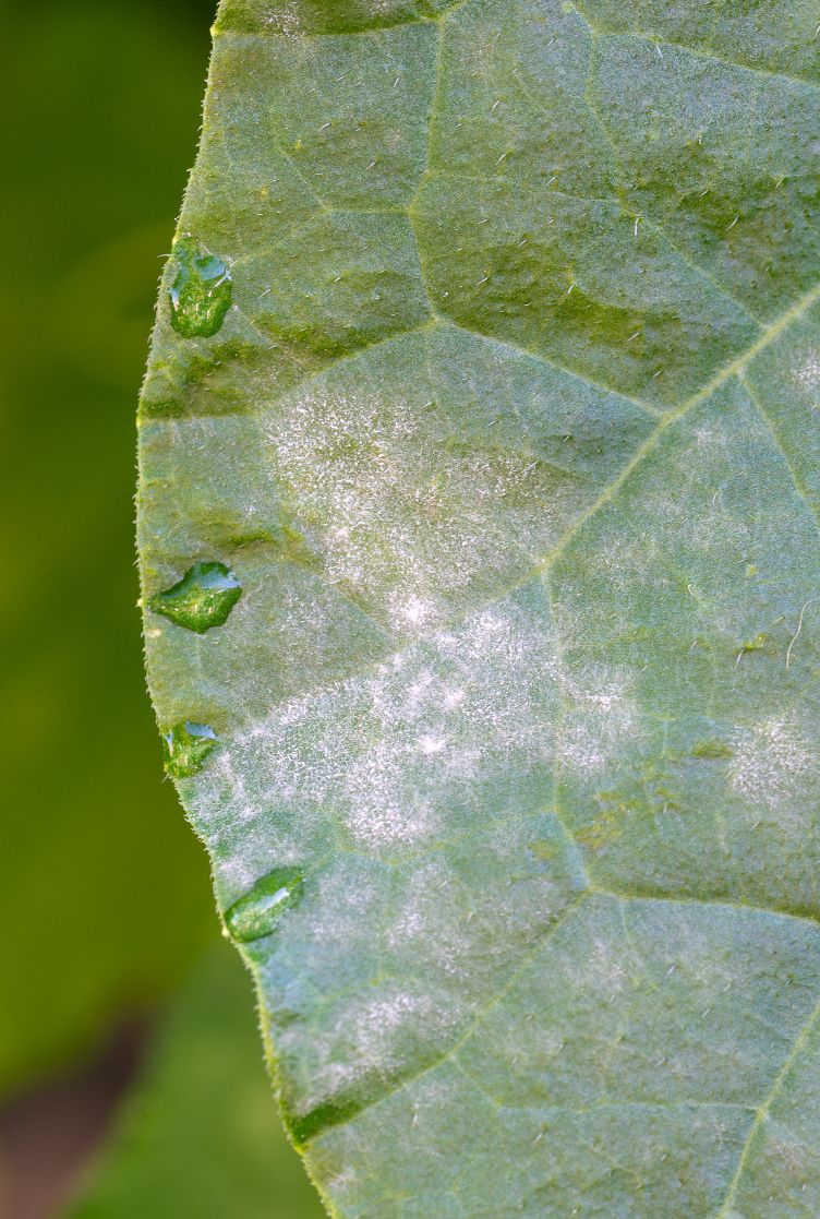 Powdery Mildew