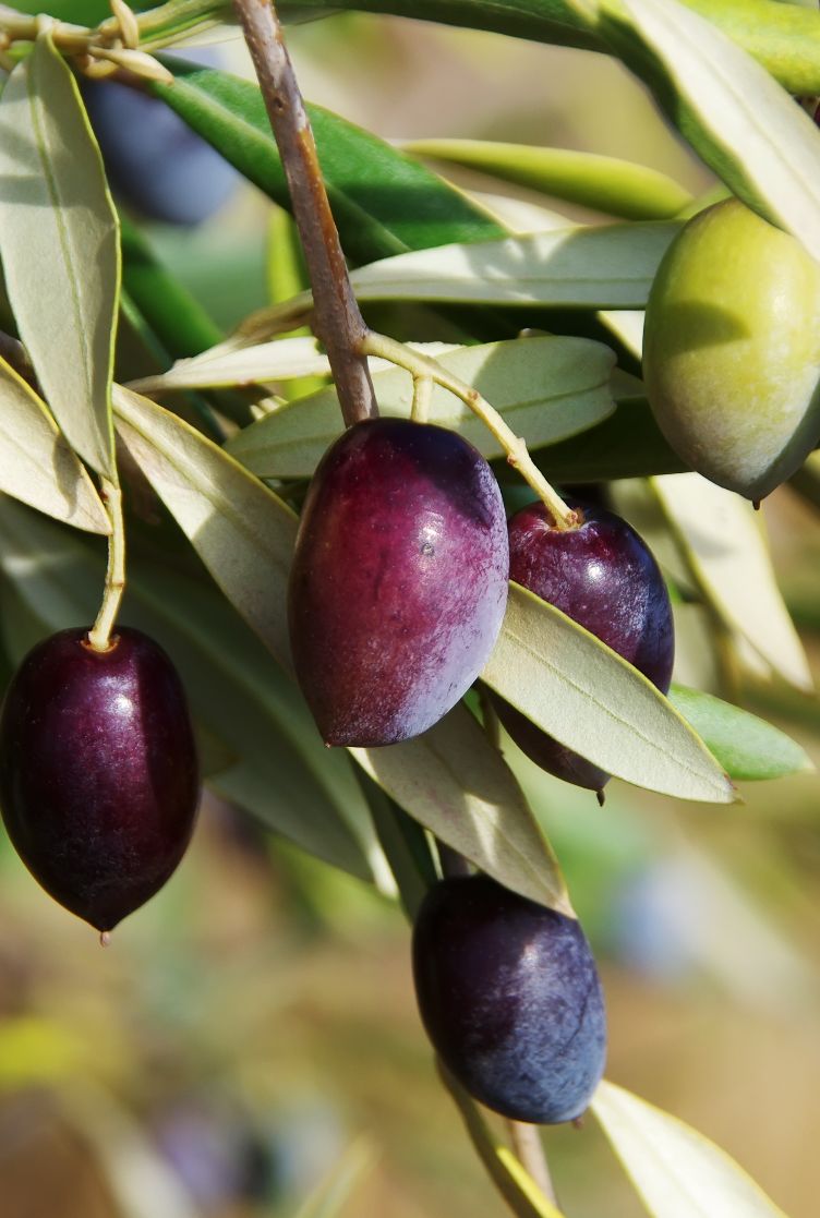 Oliveira
