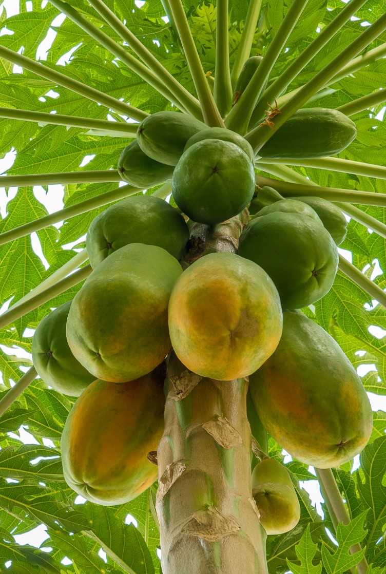 Papaia