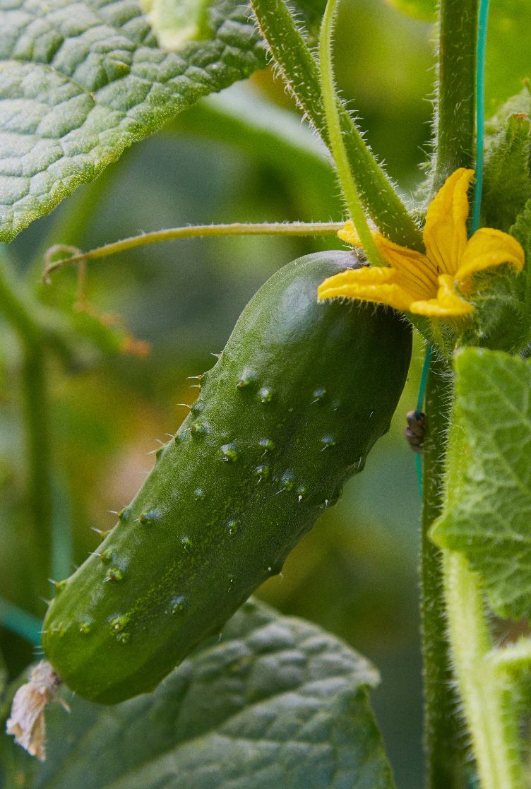 Pepino
