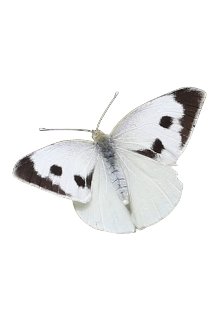 Borboleta-branca-grande-da-couve