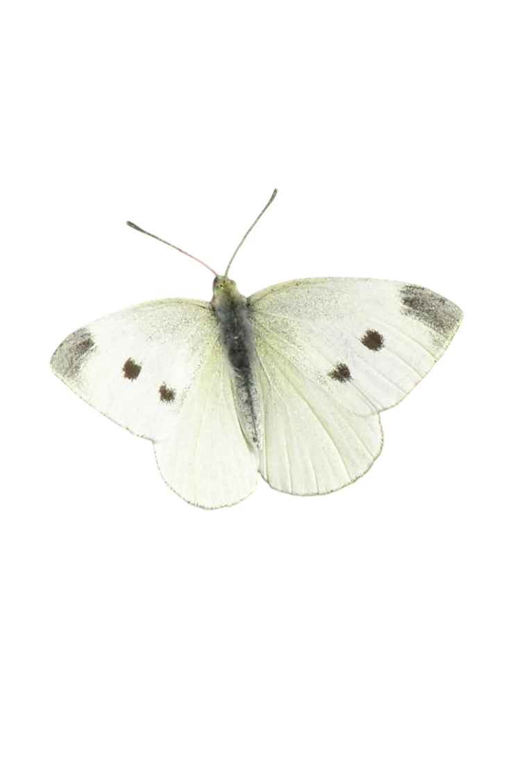 Borboleta-branca-pequena-da-couve