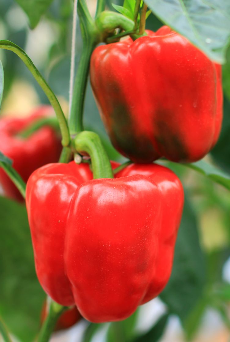 Pimento