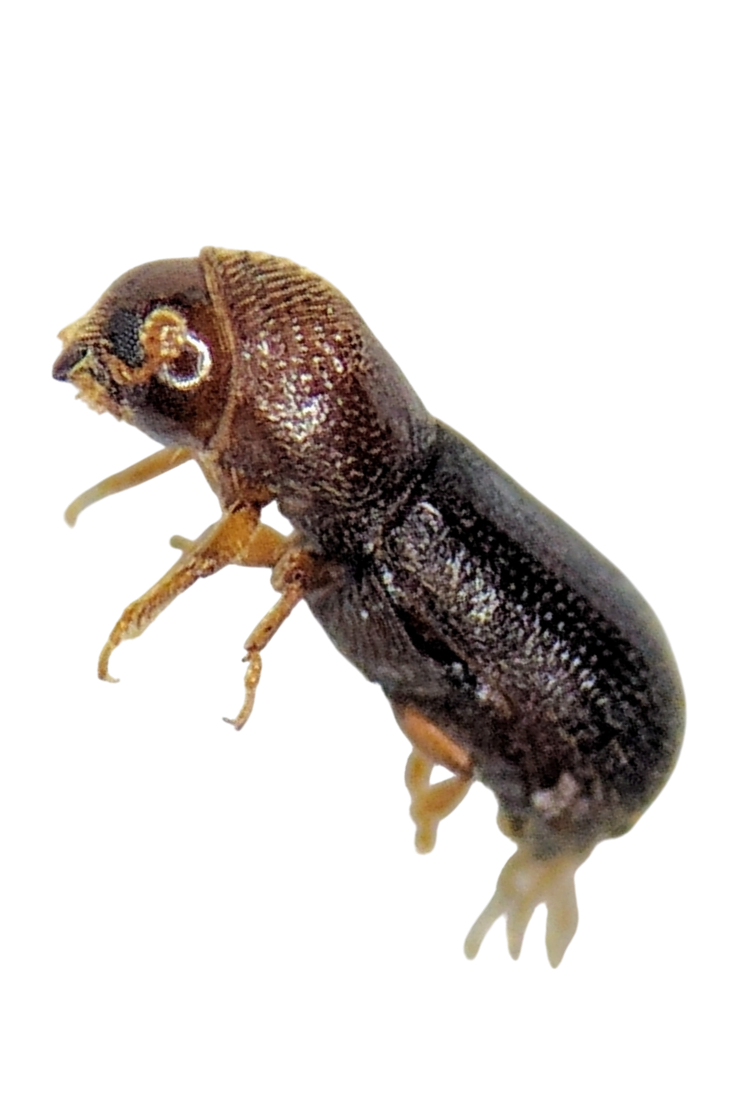 Escaravelho-da-nogueira