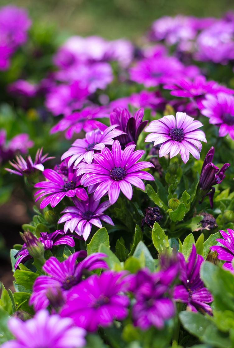 Plantas Ornamentais