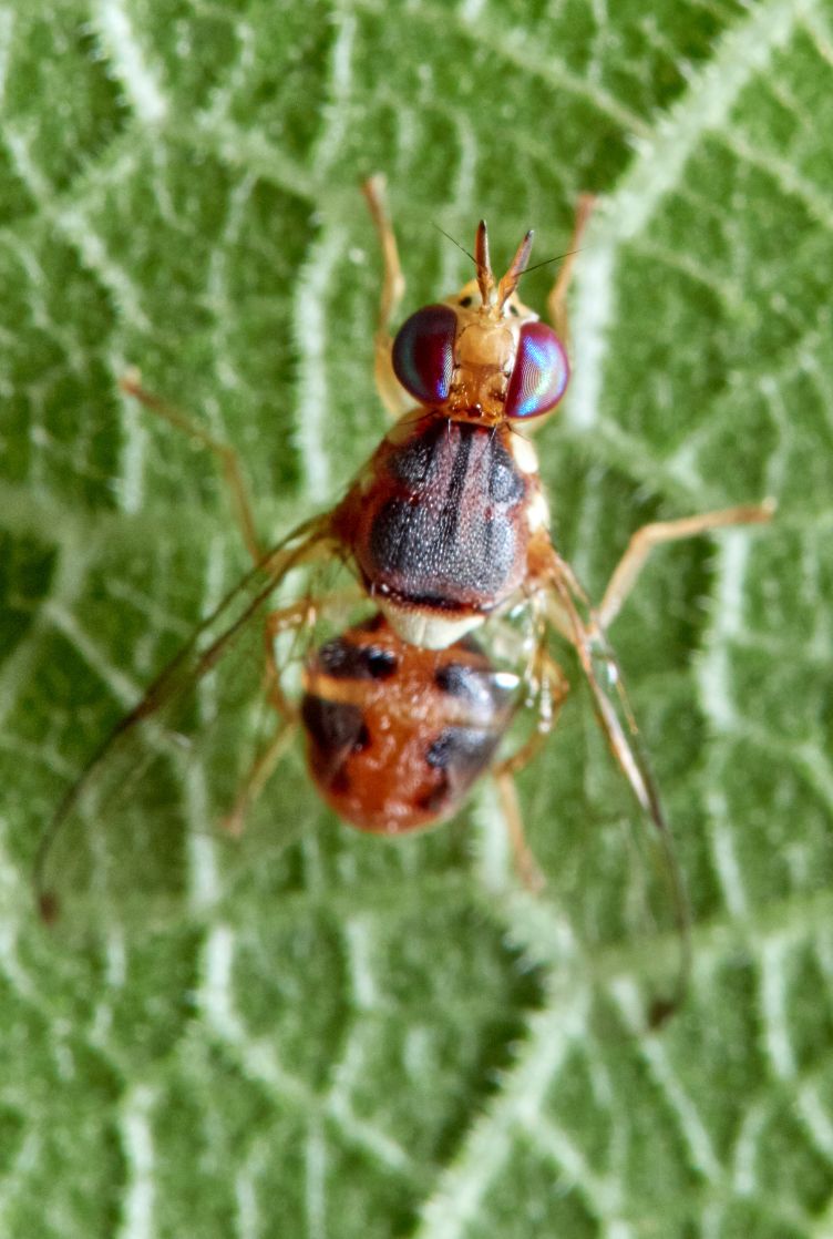 Mosca-da-azeitona